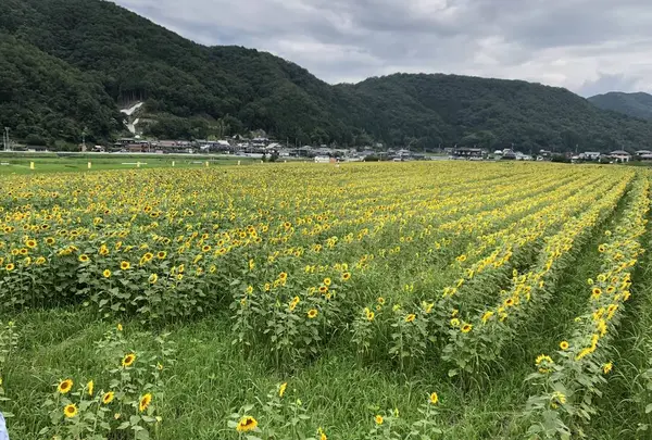 南光ひまわり畑の写真・動画_image_617380