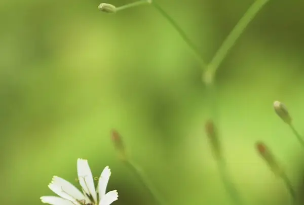 八千穂高原自然園の写真・動画_image_623022