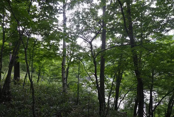 八千穂高原自然園の写真・動画_image_623024