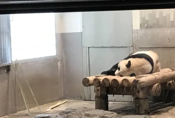上野動物園の写真・動画_image_624792