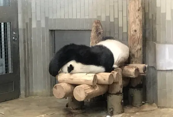 上野動物園の写真・動画_image_624793