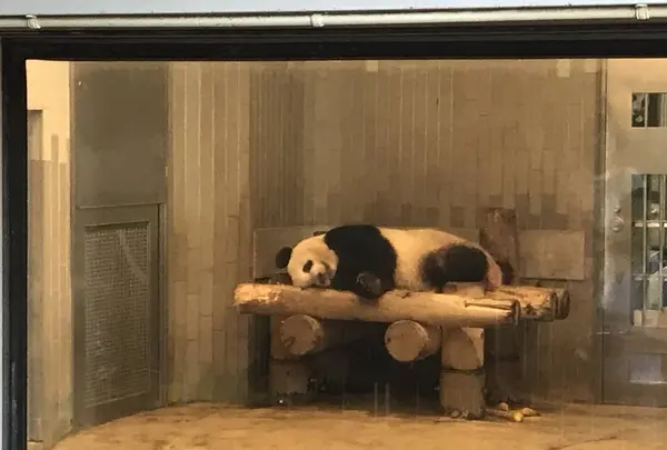 上野動物園の写真・動画_image_624794