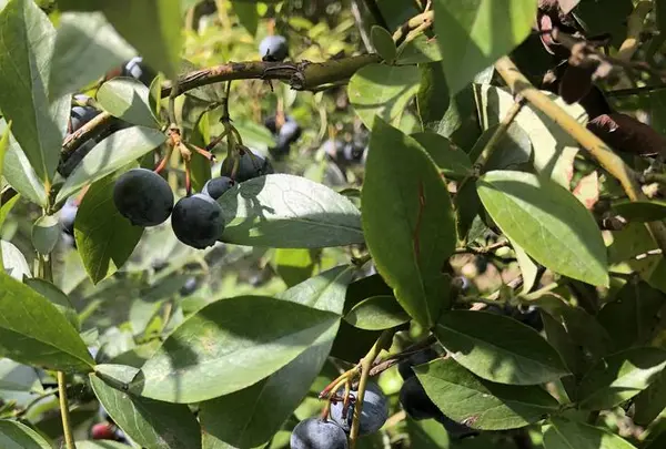 出山果樹園の写真・動画_image_627869
