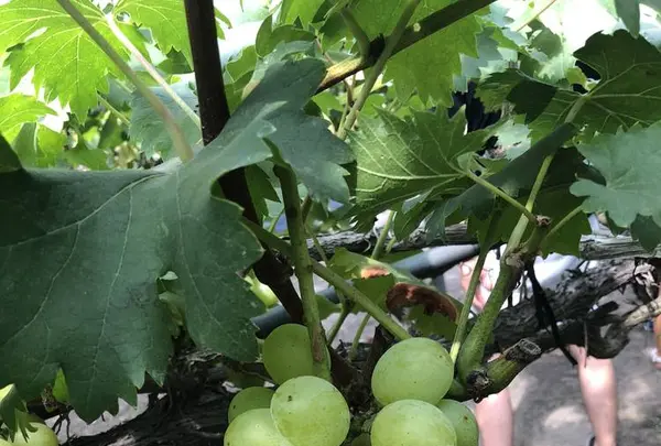 出山果樹園の写真・動画_image_627870