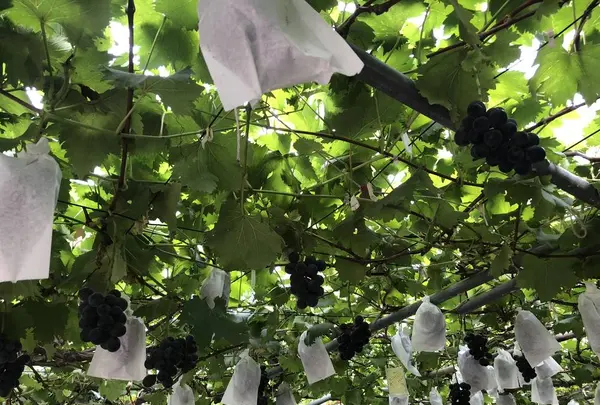 出山果樹園の写真・動画_image_627871