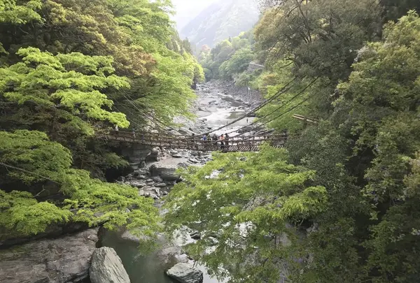 祖谷のかずら橋の写真・動画_image_628226