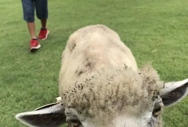 まかいの牧場の写真・動画_image_628489