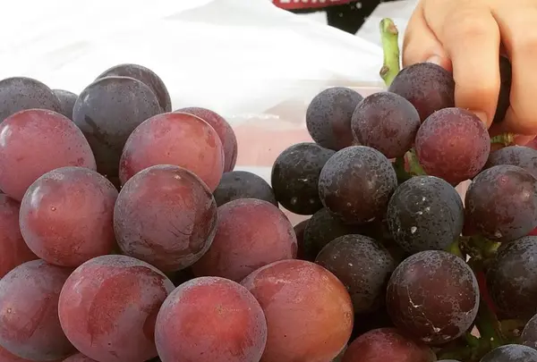 出山果樹園の写真・動画_image_629234