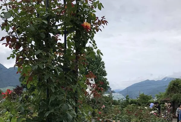 ハーブ庭園旅日記の写真・動画_image_629263