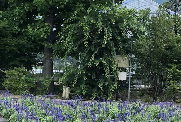 ハーブ庭園旅日記の写真・動画_image_629264