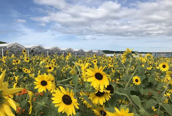 花の海の写真・動画_image_630022