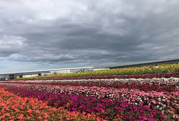 花の海の写真・動画_image_630024