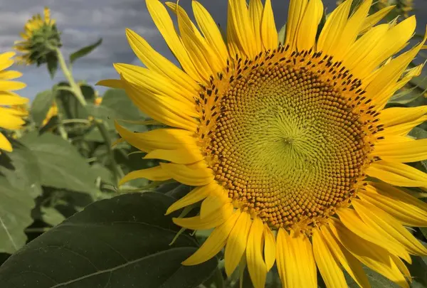 花の海の写真・動画_image_630025