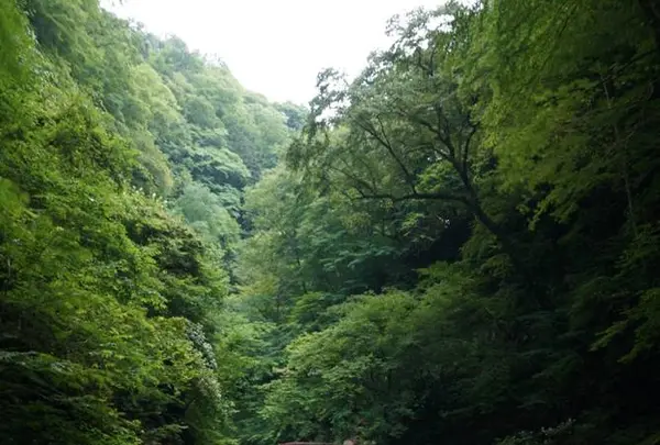 スッカン沢の写真・動画_image_630302