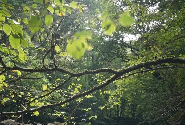スッカン沢の写真・動画_image_630303