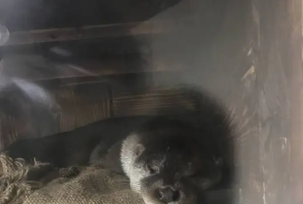 アクアマリンいなわしろカワセミ水族館の写真・動画_image_630761