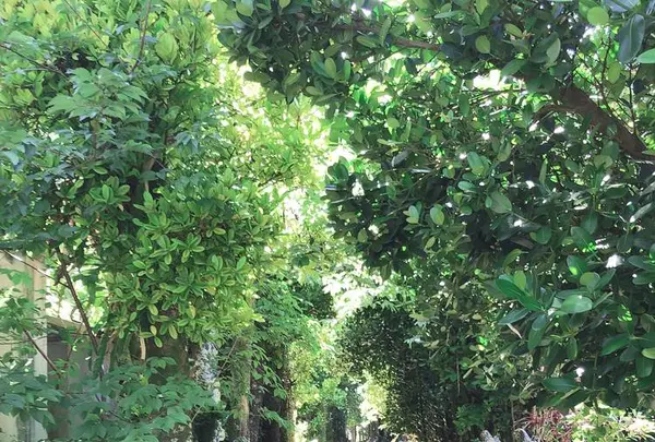 備瀬のフクギ並木の写真・動画_image_632676