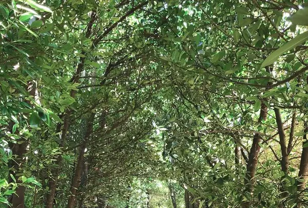 備瀬のフクギ並木の写真・動画_image_632677