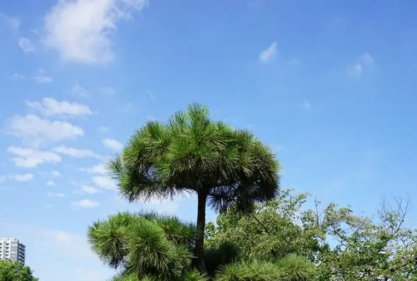 上野恩賜公園（上野公園）の写真・動画_image_634191
