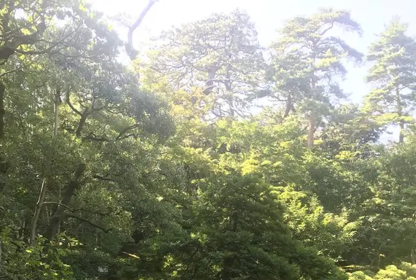 新潟市旧齋藤家別邸の写真・動画_image_635836