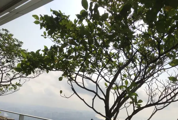 Spago Singaporeの写真・動画_image_636298