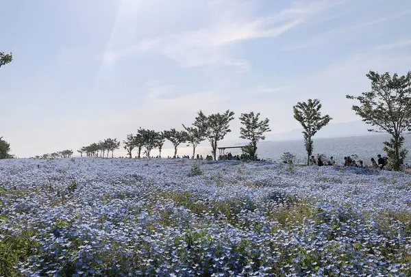 PALM GARDEN MAISHIMA by WBF（パームガーデン舞洲）の写真・動画_image_637656