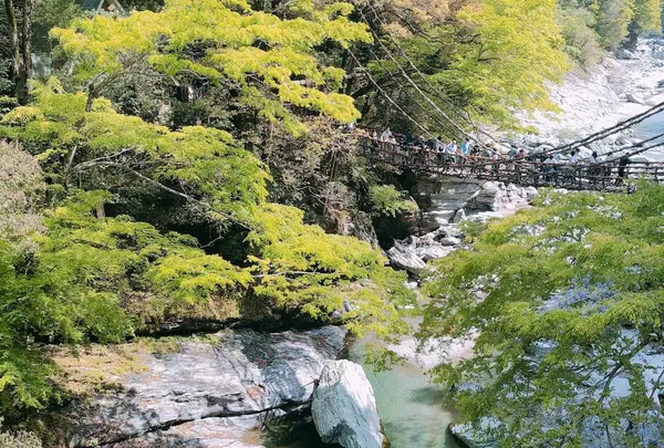 祖谷のかずら橋の写真・動画_image_638980
