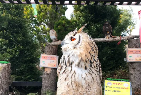 那須ハイランドパークの写真・動画_image_639584