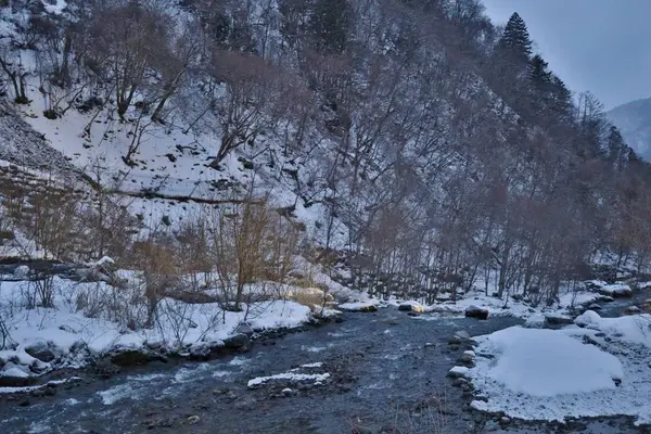 タルマかね氷の写真・動画_image_639593
