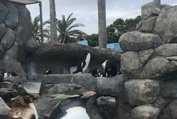 【閉業】京急油壺マリンパークの写真・動画_image_639602