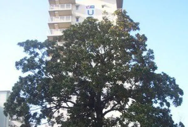 毛馬町