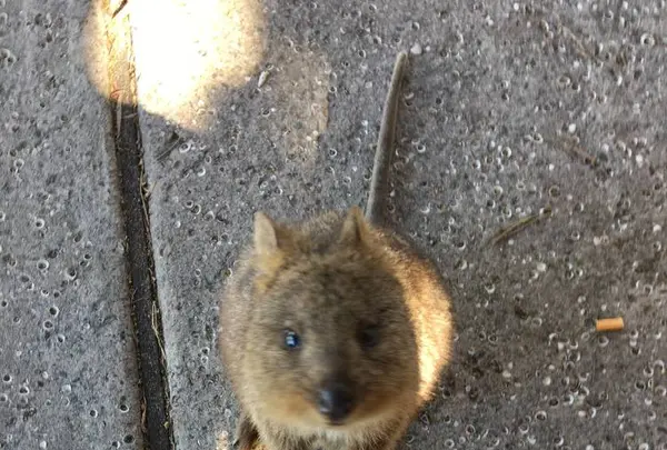 Rottnest Island（ロットネスト島）の写真・動画_image_640474
