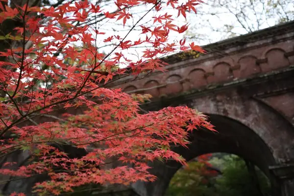 南禅寺の写真・動画_image_640554