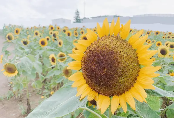 あわじ花さじきの写真・動画_image_641596