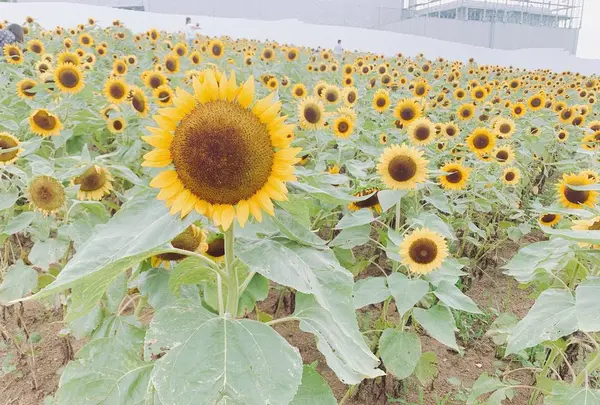 あわじ花さじきの写真・動画_image_641597