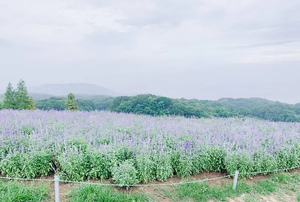 あわじ花さじきの写真・動画_image_641598