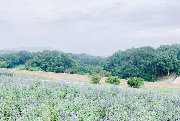 あわじ花さじきの写真・動画_image_641599