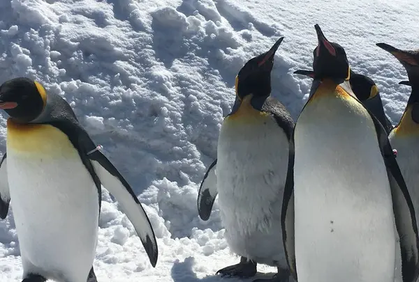 旭川市 旭山動物園の写真・動画_image_641739