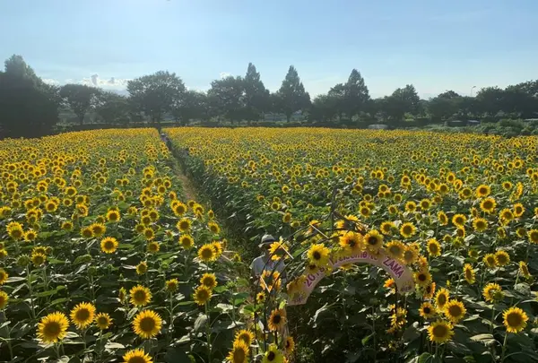 座間ひまわり畑の写真・動画_image_641814