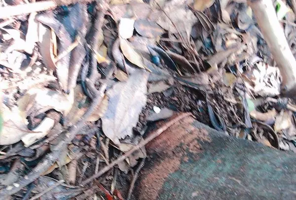 芥屋の大門公園の写真・動画_image_642675