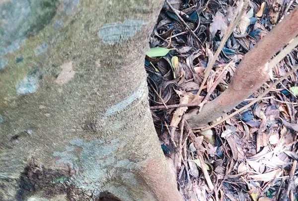 芥屋の大門公園の写真・動画_image_642676