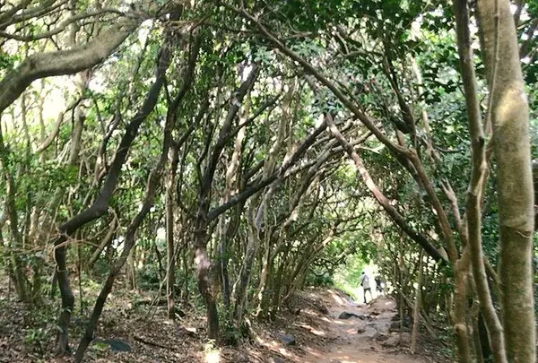 芥屋の大門公園の写真・動画_image_642677