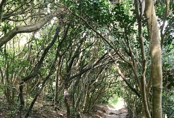 芥屋の大門公園の写真・動画_image_642679