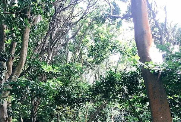 芥屋の大門公園の写真・動画_image_642682