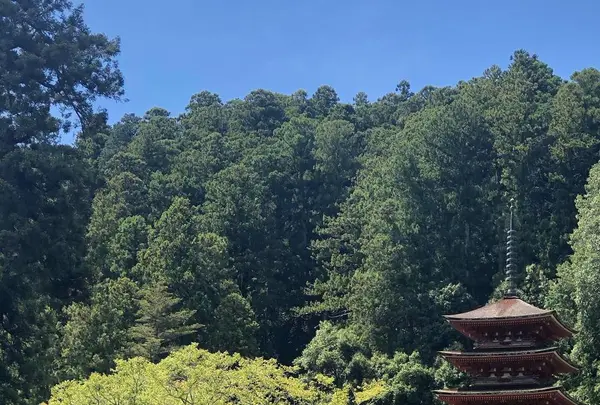 長谷寺の写真・動画_image_644965