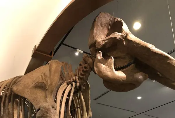 琵琶湖博物館の写真・動画_image_645541