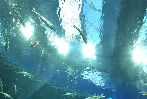 琵琶湖博物館の写真・動画_image_645543