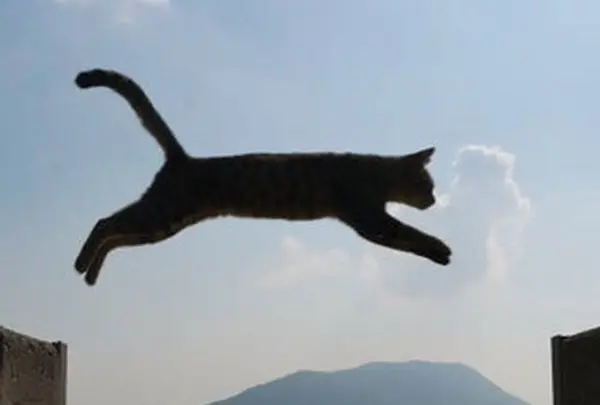 佐柳島の写真・動画_image_648391