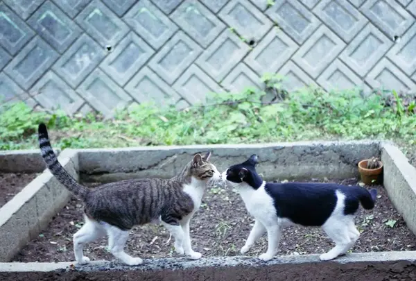 佐柳島の写真・動画_image_648392