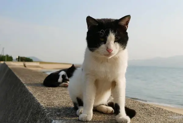 佐柳島の写真・動画_image_648410